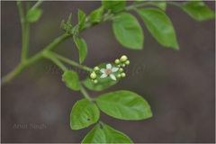 Cipadessa baccifera